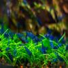 7 Yellow, 7 Fire Red & 7 Blue Dream Three Mix Colors Live Shrimps Freshwater Shrimp High Grade Live Shrimps Freshwater Shrimp Aquarium Inverts with Live Arrival Guarantee (Pack of 21+) view 4