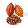 1 kg de Cacao Crudo con Cscara/Producto Oaxaqueo Artesanal/Grano Natural para Bebidas y Repostera view 3
