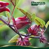 100% Pure Roselle Powder (Hibiscus Sabdariffa Calyx), Tart Flavoring for Drinks, Natural Red Food Colorant, Herbal Beverage Mix (200g) view 2
