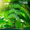 100% Pure Green Banana Flour, Unripe Banana Powder for Baking, High in Resistant Starch, Gluten-Free, Paleo Friendly (200g) view 4