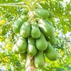 100% Pure Papaya Fruit Powder (Carica Papaya), Natural Unsweetened Smoothie Mix, Baking & Dessert Ingredient, Food Grade (1kg) view 3