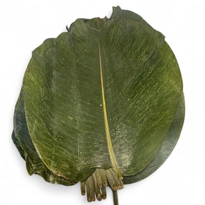 Large Organic Moi Moi Leaves Fresh and green