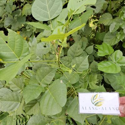 Daun Dadap (Erythrina variegata) Coraltree Dried Leaves (80gr)