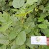 Daun Dadap (Erythrina variegata) Coraltree Dried Leaves (80gr) view 1