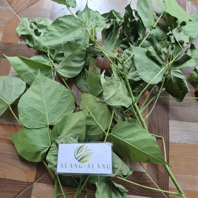 Daun Dadap (Erythrina variegata) Coraltree Dried Leaves (200gr)