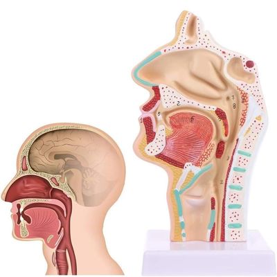 1:1 Human Anatomical Pharynx Larynx Model,Human Nasal Cavity Throat Anatomy Medical Model, with Digital Mark, for Medical Teaching, Students Study