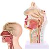 1:1 Human Anatomical Pharynx Larynx Model,Human Nasal Cavity Throat Anatomy Medical Model, with Digital Mark, for Medical Teaching, Students Study