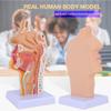 1:1 Human Anatomical Pharynx Larynx Model,Human Nasal Cavity Throat Anatomy Medical Model, with Digital Mark, for Medical Teaching, Students Study view 2