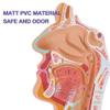 1:1 Human Anatomical Pharynx Larynx Model,Human Nasal Cavity Throat Anatomy Medical Model, with Digital Mark, for Medical Teaching, Students Study view 4
