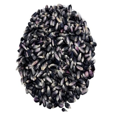 Blue Corn (Maz Azul) Dried Whole Kernels - Product of Morelos, Mexico | 5lb.