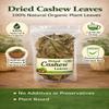 Dried Cashew Leaves 100% Natural Organic Plant Leaves Traditional Culinary & Herbal Use Carefully Dried Food Ingredient Clear Resealable Storage Bag 2oz view 3