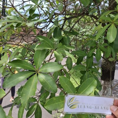 Daun Pulai (Alstonia scholaris) Blackboard Tree Dried Leaves (80 gram)
