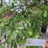 Daun Pulai (Alstonia scholaris) Blackboard Tree Dried Leaves (80 gram) view 1