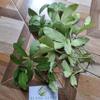 Daun Pulai (Alstonia scholaris) Blackboard Tree Dried Leaves (80 gram) view 2