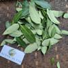 Daun Pulai (Alstonia scholaris) Blackboard Tree Dried Leaves (80 gram) view 3