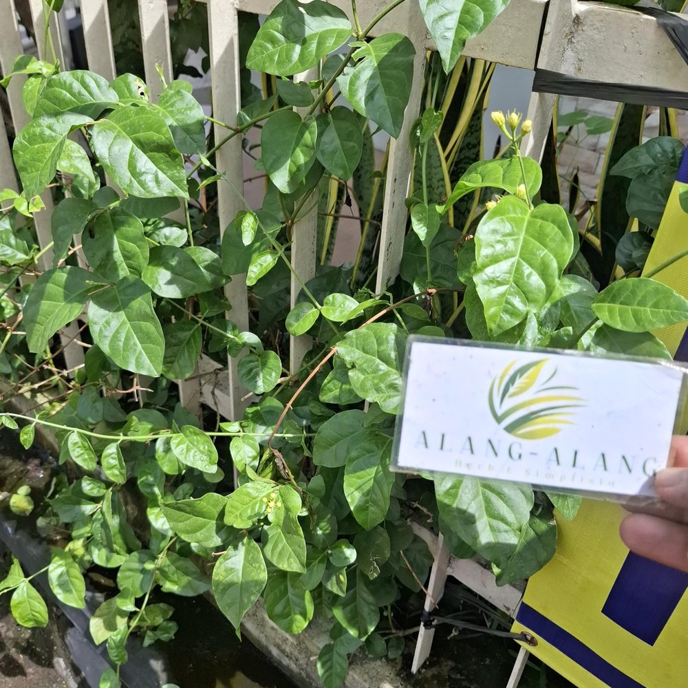 Daun Melati (Jasminum) Jasmine Dried Leaves (900 gram)