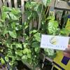 Daun Melati (Jasminum) Jasmine Dried Leaves (900 gram) view 1