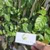 Daun Melati (Jasminum) Jasmine Dried Leaves (900 gram) view 2