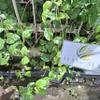 Daun Melati (Jasminum) Jasmine Dried Leaves (900 gram) view 3