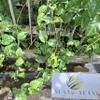 Daun Melati (Jasminum) Jasmine Dried Leaves (900 gram) view 4