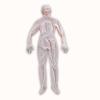 155cm Human-Shaped Pillow Cover for Elderly,Adult Comfort, Empty Huggable Doll Skin for Cotton Stuffing, Emotional Support Companion for Loneliness and Anxiety Relief,Skin Cover only,D Cup view 1