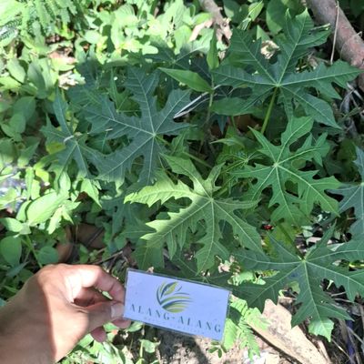 Tree Spinach (Cnidoscolus aconitifolius) Chaya Dried Leaves (450 gram)