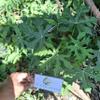 Tree Spinach (Cnidoscolus aconitifolius) Chaya Dried Leaves (200 gram) view 1