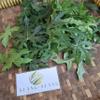 Tree Spinach (Cnidoscolus aconitifolius) Chaya Dried Leaves (200 gram) view 3
