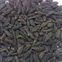 Trapat Harad Choti Kali - Myrobalan - Black Himej - Terminalia Chebula - 500 GMS