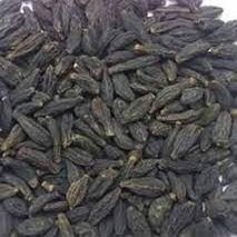 Trapat Harad Choti Kali - Myrobalan - Black Himej - Terminalia Chebula - 500 GMS