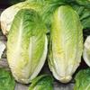 Lettuce Romaine Hearts Organic, 3 Count view 1