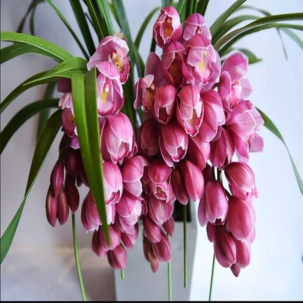 Cymbidium sp. (Ruby),Bloom Size 4+ pseudobulbs, USA Shipping