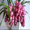 Cymbidium sp. (Ruby),Bloom Size 4+ pseudobulbs, USA Shipping view 1