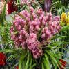 Cymbidium sp. (Ruby),Bloom Size 4+ pseudobulbs, USA Shipping view 2