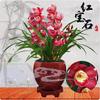 Cymbidium sp. (Ruby),Bloom Size 4+ pseudobulbs, USA Shipping view 3