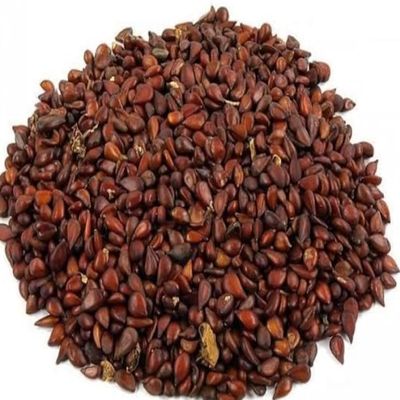 Hasyadeep Bedana Seed | Quince | Cydonia Oblonga (100gm/3.52oz)