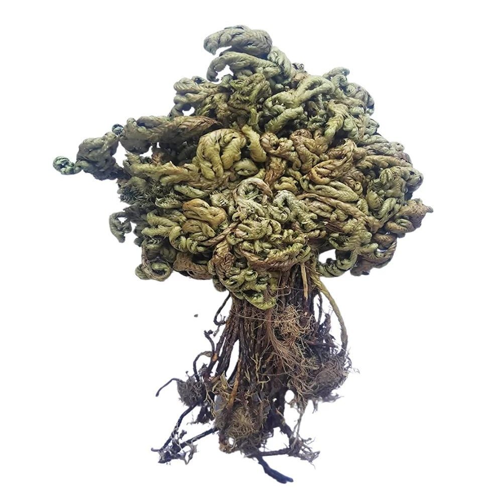 Hasyadeep Sanjeevani Booti Whole Herb | Laxmana Buti | Selaginella Bryopteris (50gm/1.76oz)