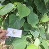 Jati putih (Gmelina arborea) White Teak Dried Leaves (80 gram) view 1