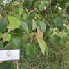 Jati putih (Gmelina arborea) White Teak Dried Leaves (900 gram) view 3