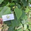 Jati putih (Gmelina arborea) White Teak Dried Leaves (450 gram) view 2