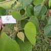 Jati putih (Gmelina arborea) White Teak Dried Leaves (450 gram) view 4