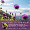 WOTIHA Whole Milk Thistle Seeds (1.1 lbs / 500g) - Silybum Marianum with Silymarin - Natural Raw Seeds for Herbal Tea & Grinding - Non-GMO, 17.6 oz Value Size view 3