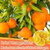 4.23oz Dried Orange Slices, Dehydrated Orange Slices for Cocktail Garnish and Mixology, No Sugar Added Natural Dried Citrus for Baking, Tea Drinks, Wreath Making and Cake Decoration view 2