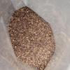 Purple Irish Moss (Chondrus crispus) Wild-Harvested, Sun-Dried Seaweed | Mineral-Rich, Natural Wellness & Beauty Botanical, Gulf of Maine Origin (Powder) view 4