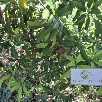Daun Sawo (Manilkara zapota) Sapodilla Dried Leaves (200 gram)