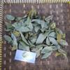 Daun Sawo (Manilkara zapota) Sapodilla Dried Leaves (200 gram) view 3