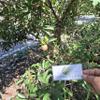 Daun Sawo (Manilkara zapota) Sapodilla Dried Leaves (900 gram) view 2