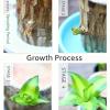 Brazil Wood Plant,Brazilian Lucky Plant,Home and Office Decoration, Desktop Plants,Housewarming Gift for Good Luck and Prosperity. (2, Yellow) view 3