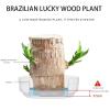 Brazil Wood Plant,Brazilian Lucky Plant,Home and Office Decoration, Desktop Plants,Housewarming Gift for Good Luck and Prosperity. (2, Yellow) view 4