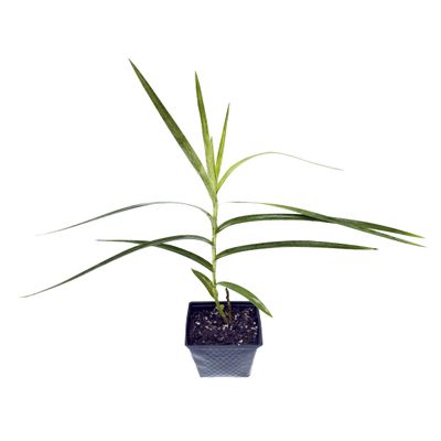 Bamboo Orchid (Arundina graminifolia) Live Tropical Flowering Plant | Rare Exotic Orchid for Indoors & Outdoors (No Pot)